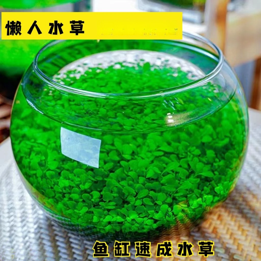 水草种子水生态家用创意鱼缸玻璃瓶水培植物四季造景鱼缸小型家用