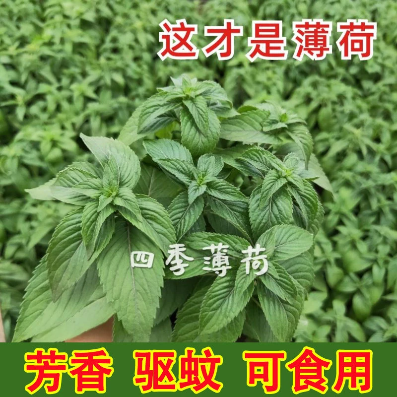 食用薄荷种子柠檬薄荷种子驱蚊花草植物种子四季阳台盆栽薄荷种籽