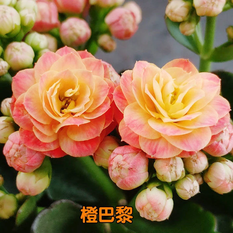 四季开花长寿花种子养不死阳台庭院种植好养易活花种籽子开花