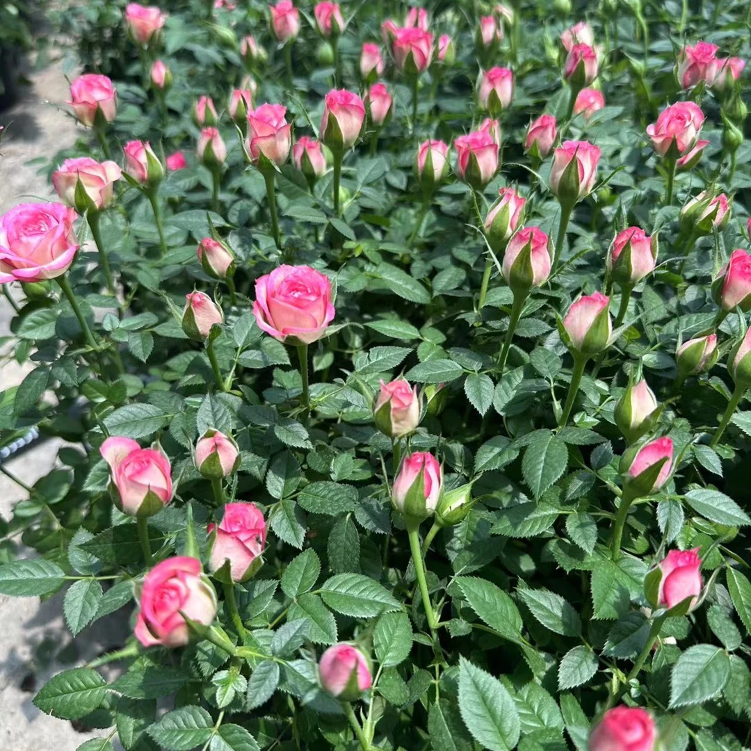 ZN 【110盆小爱莎】精品苗丰花月季多季节重复开花 庭院趣味盆栽 1
