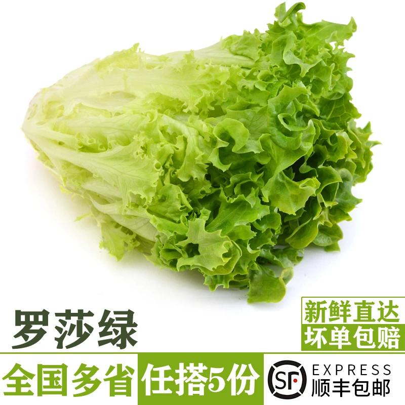 新鲜罗莎绿250g 绿叶花叶生菜生吃沙拉色拉蔬菜西餐食材轻食配菜