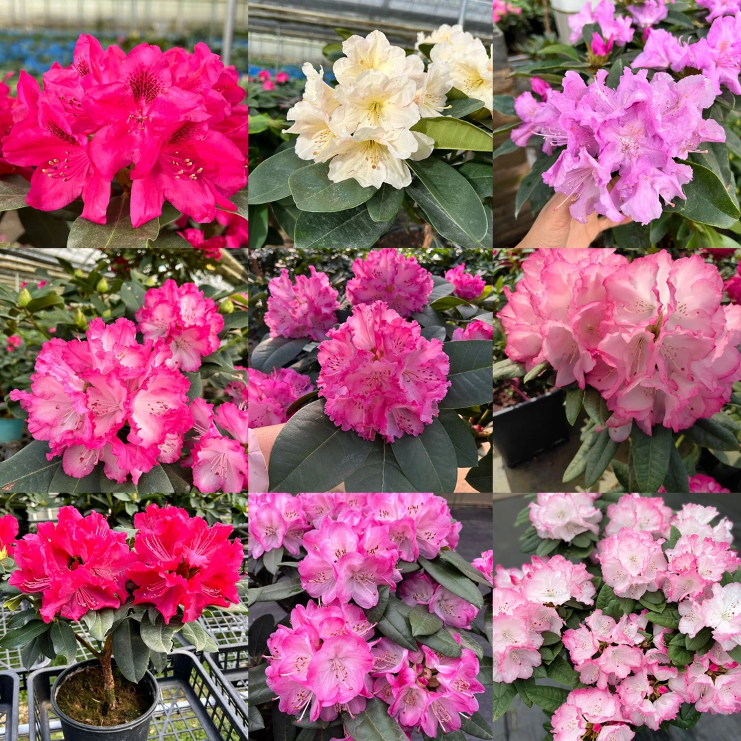 花之屿高山杜鹃【一物一拍】综合链接 多品种 颜色丰富