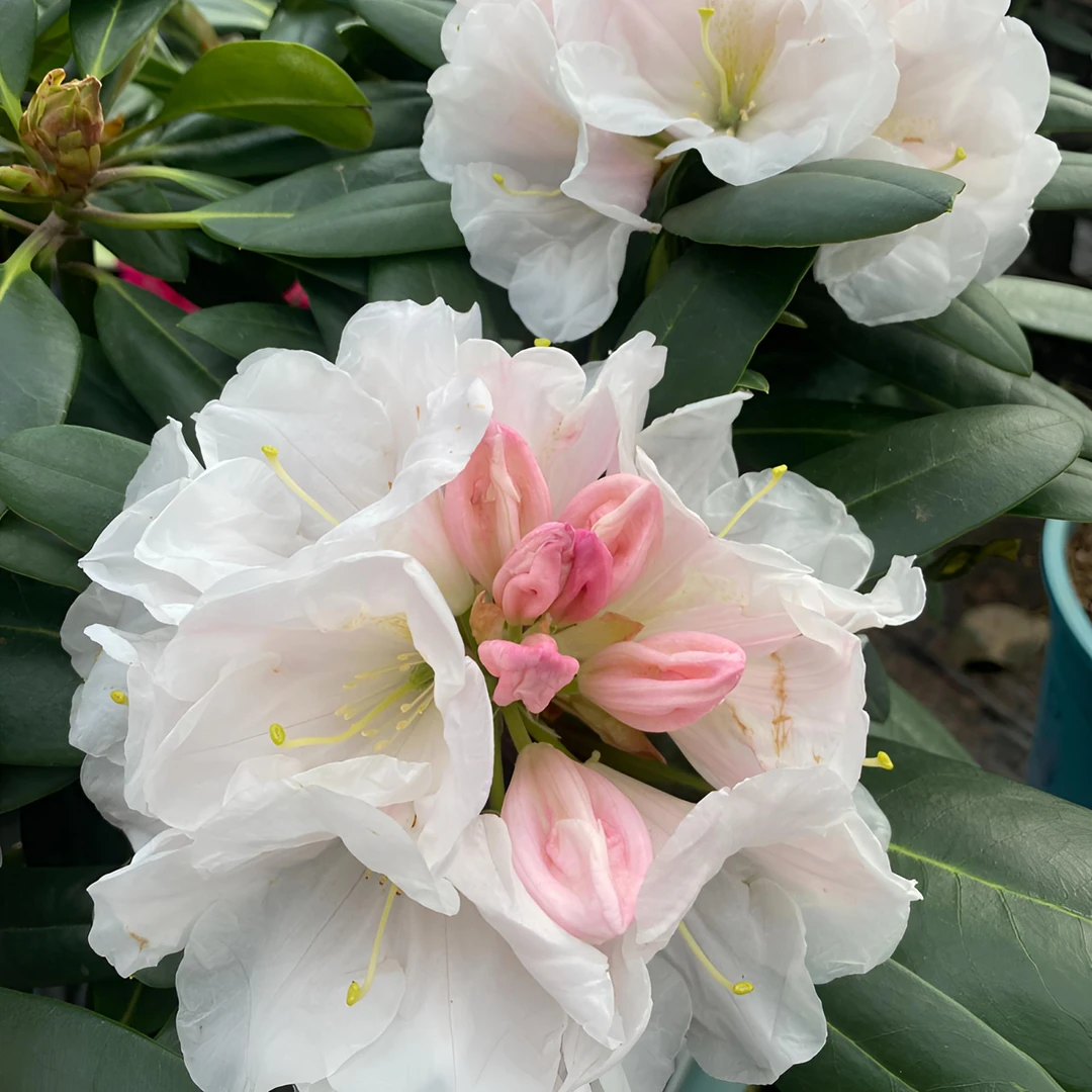 花之屿·珍珠姬【带香味】高山杜鹃·两加仑 6年老桩【花苞发】