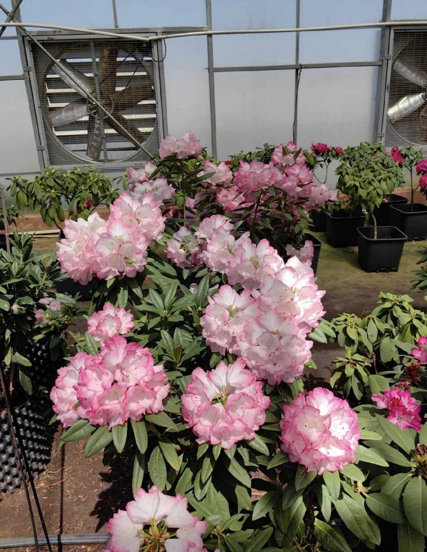 年宵花·贵夫人高山杜鹃 带香味4年1.5加仑盆 【带花苞起发货】