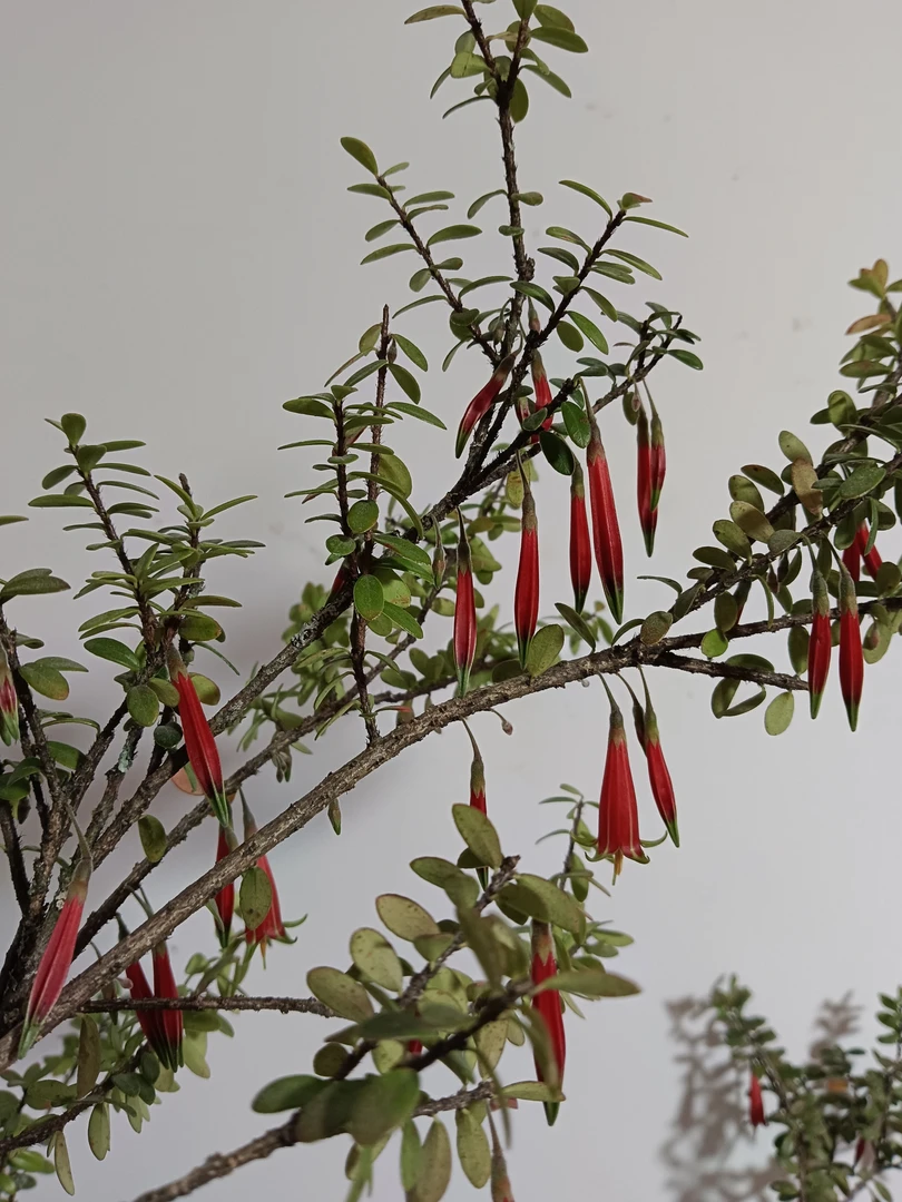 （微盆景）五翅莓盆景开花结果四季长青（请勿私柏，私拍随机发货）