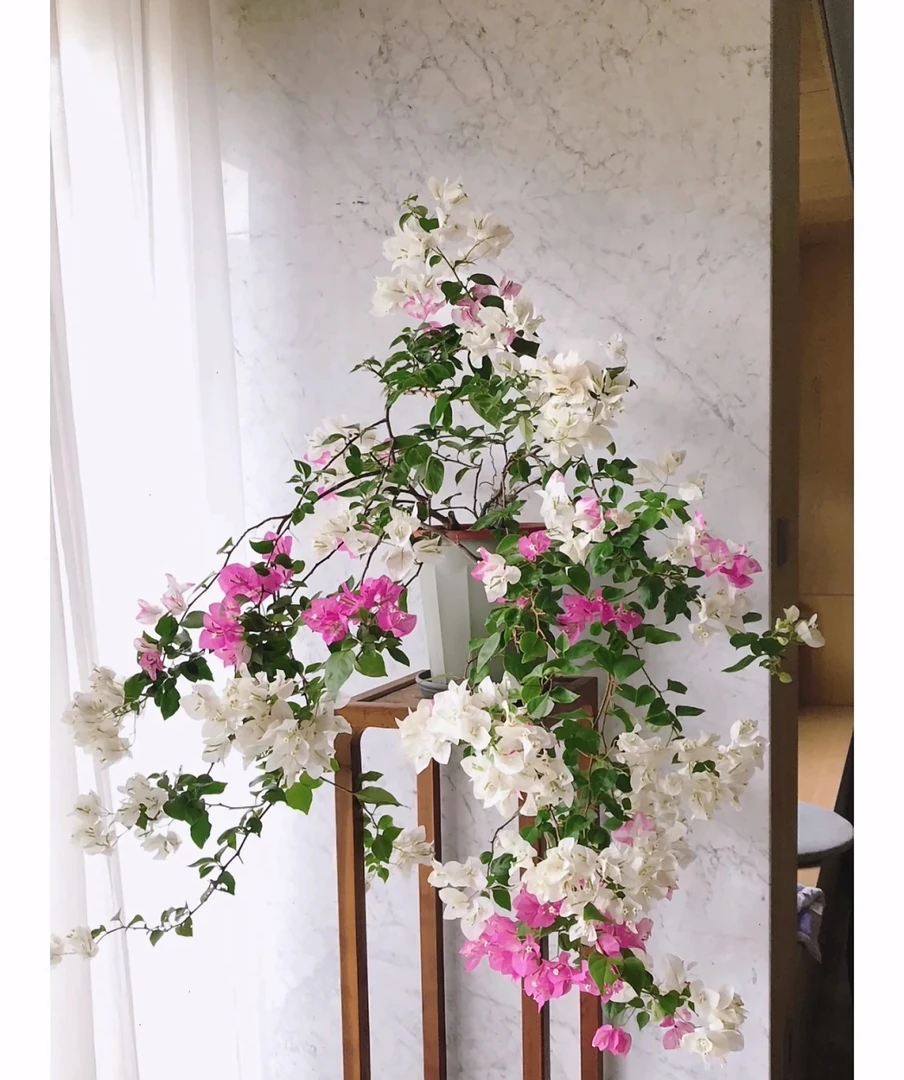 三角梅，椰子冰四季勤花品种复色花