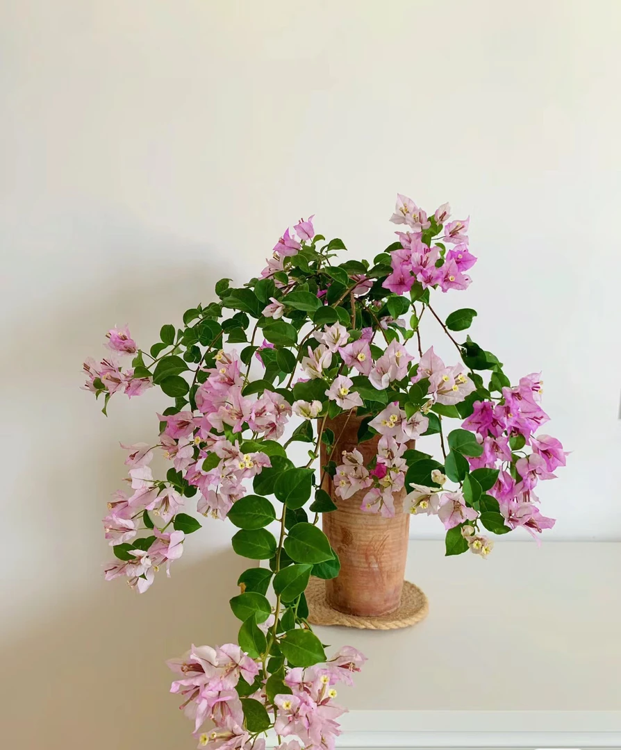 三角梅,绿叶雪紫一物一拍实物为准