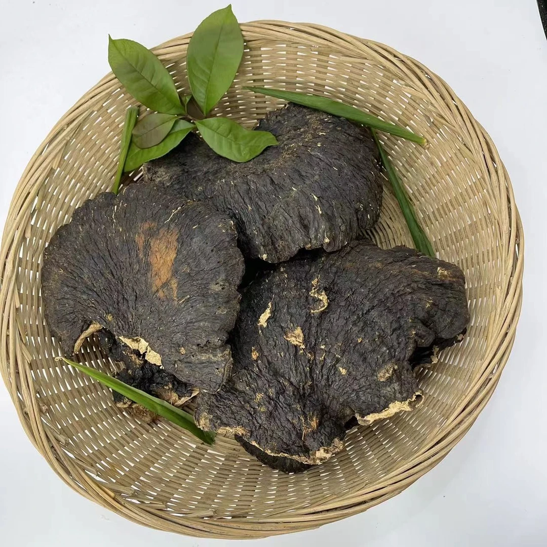 野生薄树芝 薄树紫芝菌香煲汤煮水500克 包邮