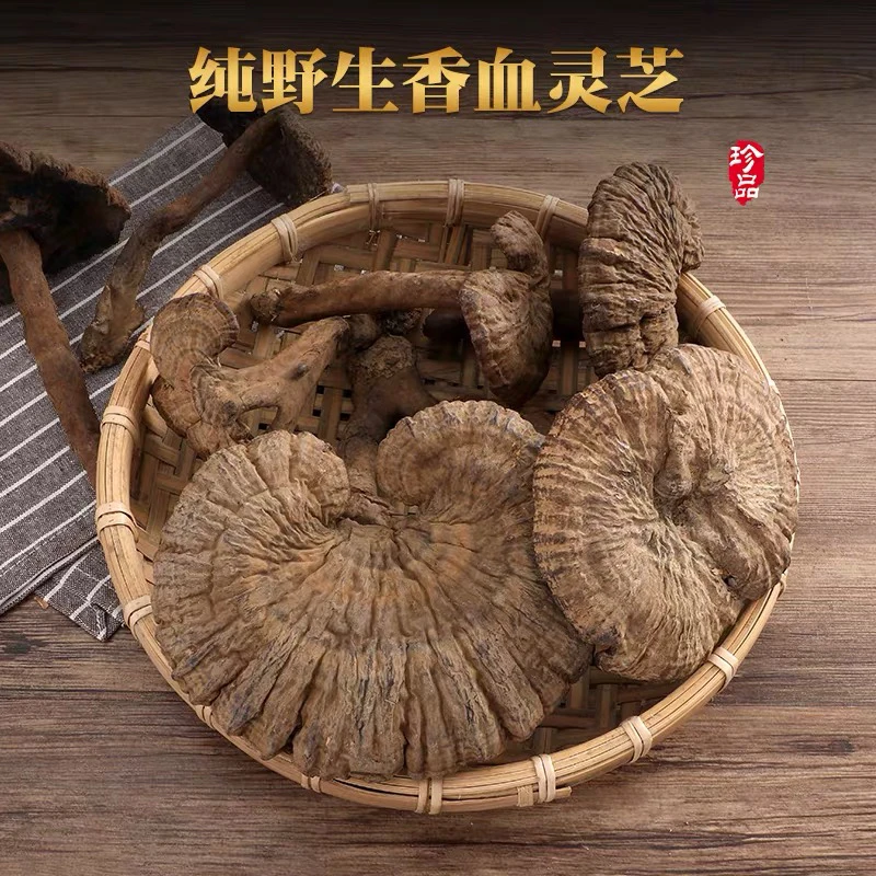 野生血灵芝 香血灵芝 500克包邮