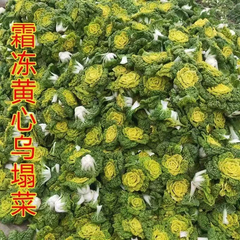 农家自种霜打新鲜黄心菜乌塌菜新鲜蔬菜白菜青菜农家新鲜蔬菜