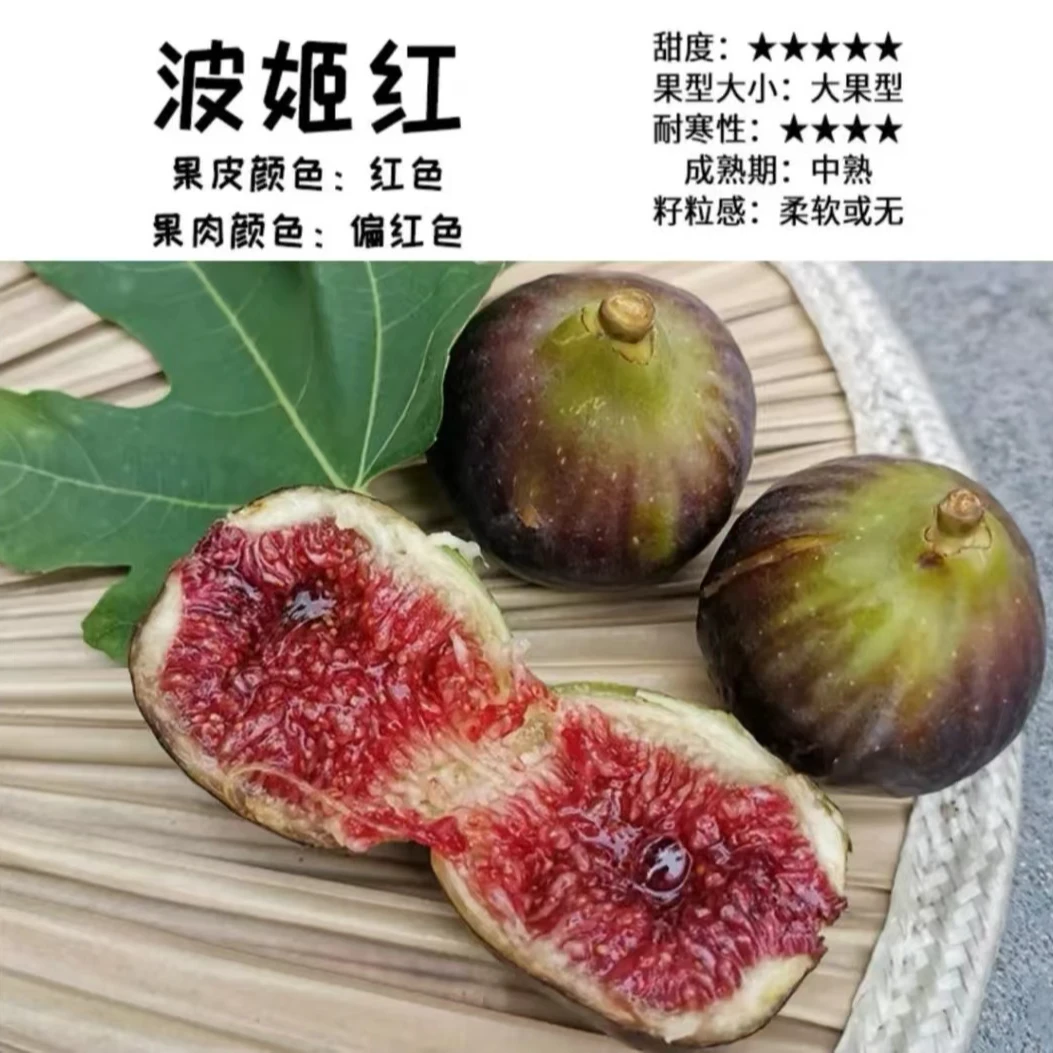 【正宗无花果树苗】嫁接果树苗无花果树苗盆栽地栽耐寒耐热大果好活