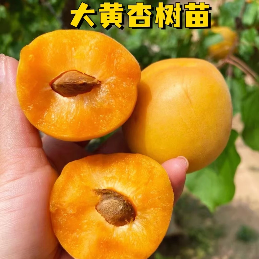 精品杏树苗嫁接果树苗大黄杏树苗南北方果园种植抗寒耐热当年结果