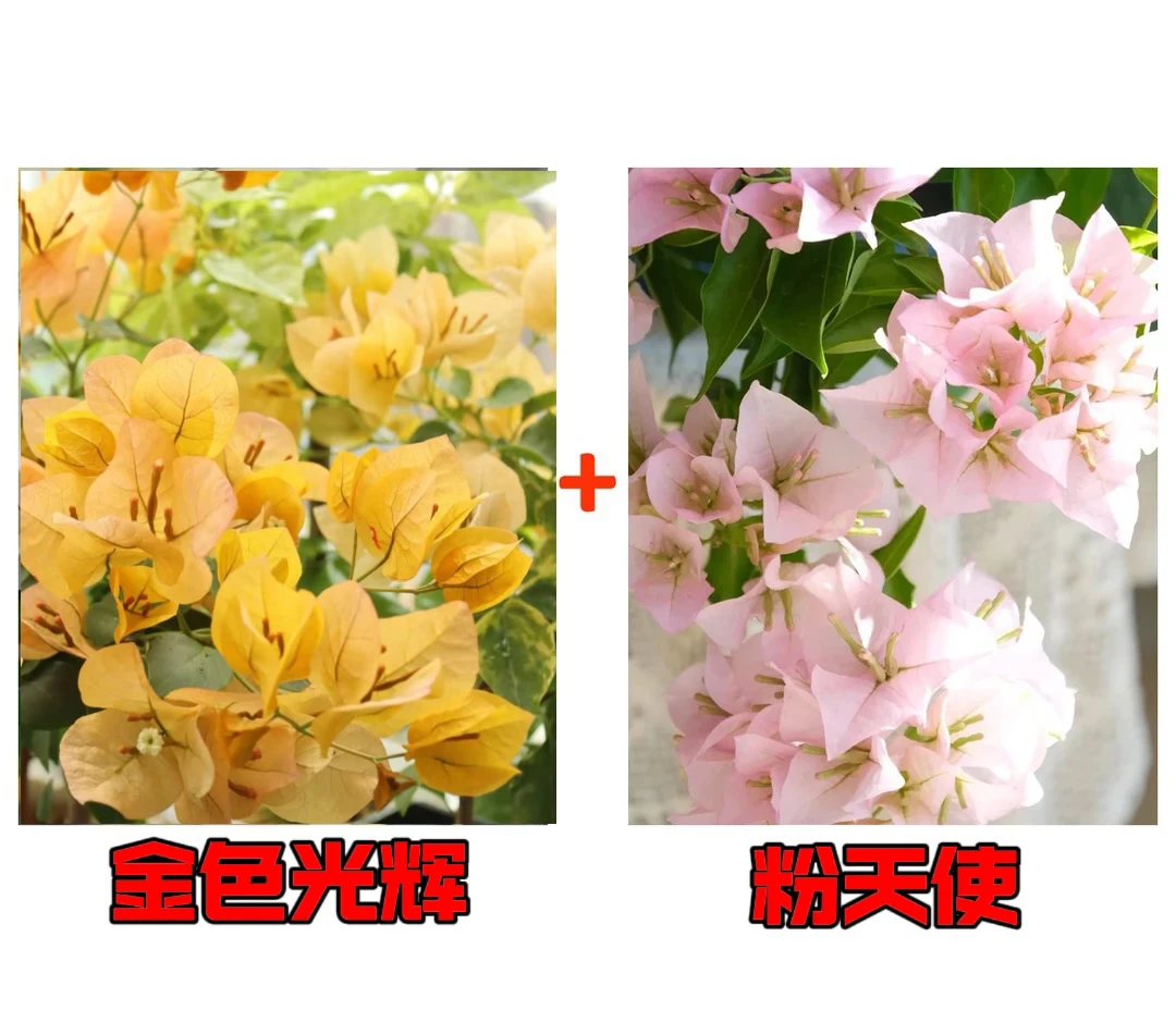 【粉天使+金色光辉】到手2颗勤花耐热三角梅基地直邮不带花不带盆