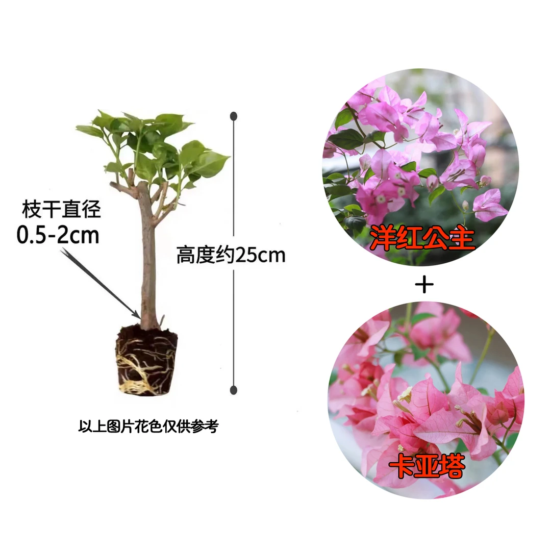 【卡亚塔+洋红公主】到手2颗勤花耐热三角梅基地直邮不带花不带盆