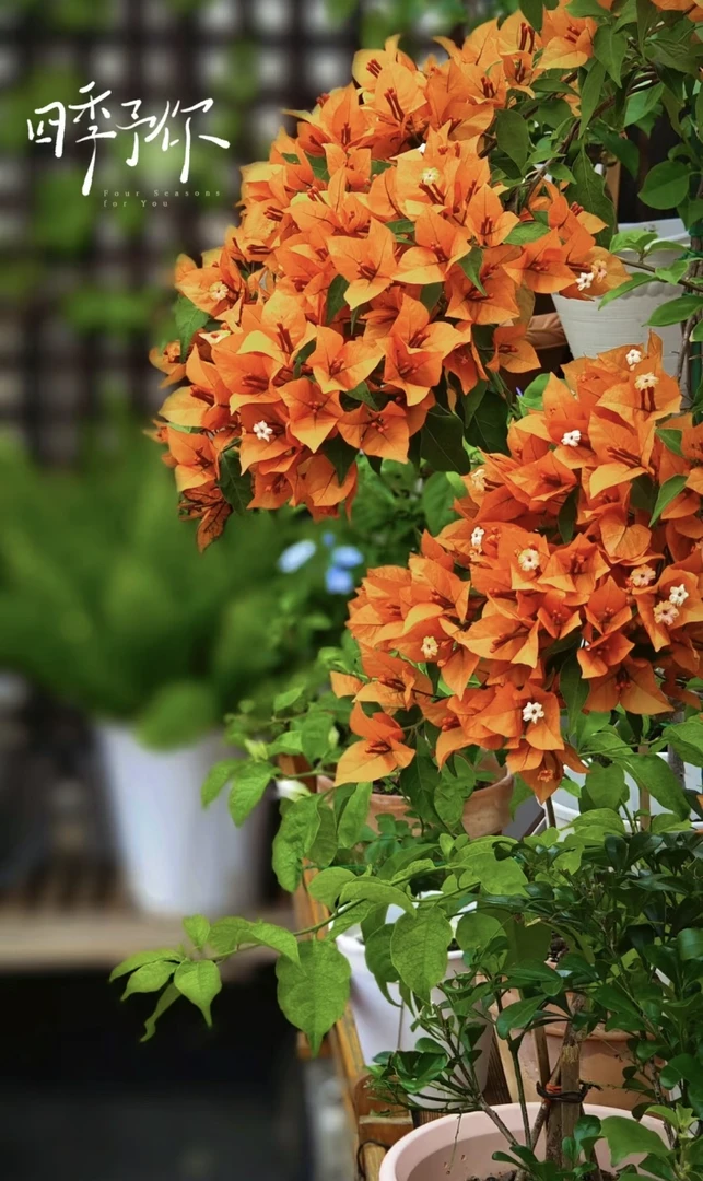 【1苗8.8橙桑巴】三角梅地载庭院勤花四季开花好养不带花不带盆发