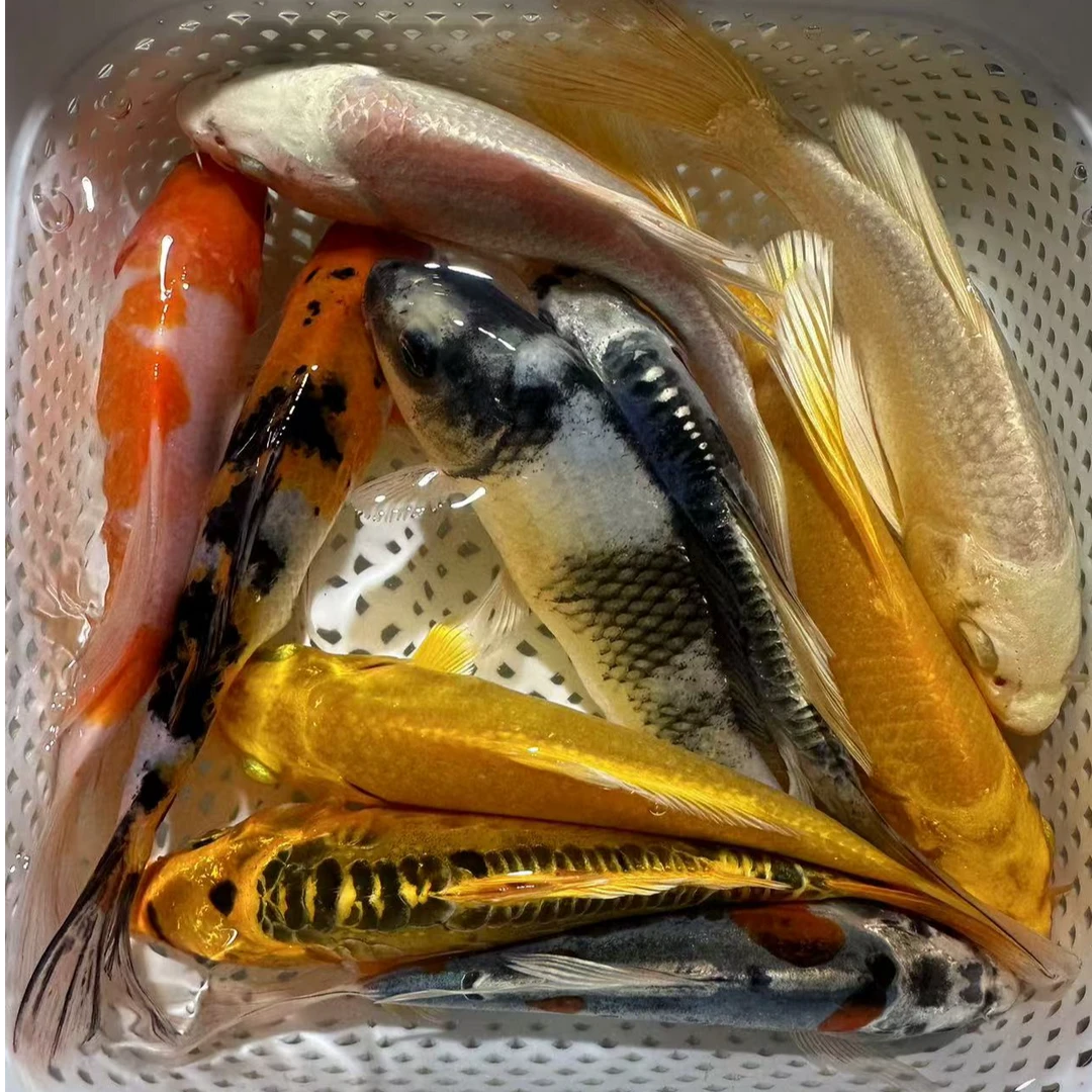 【锦鲤全家福】10-12cm冷水观赏鱼易活