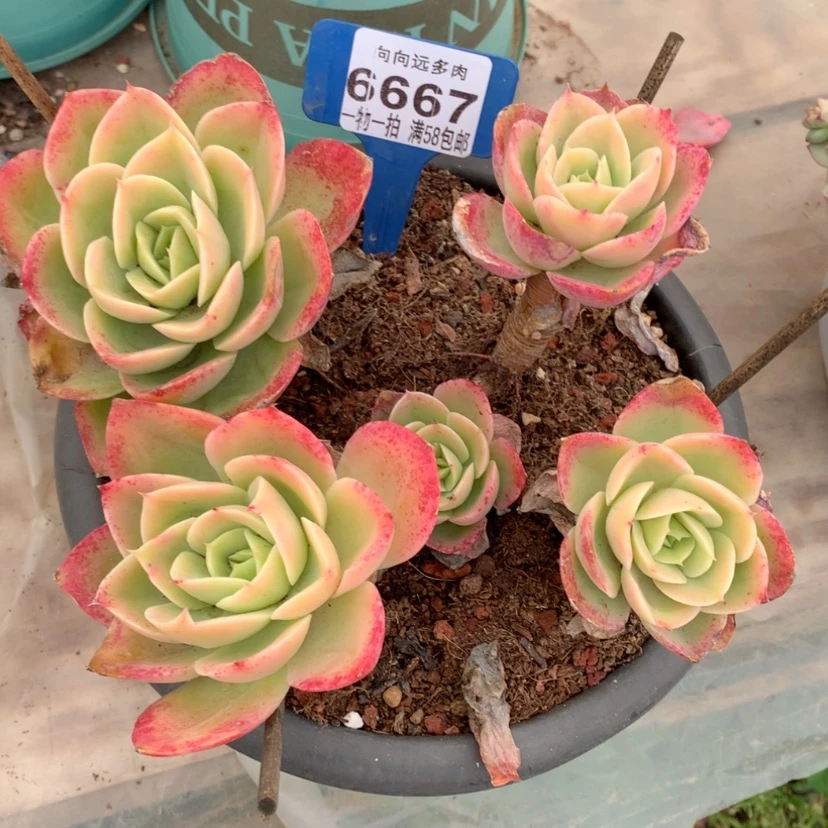【闪购商品】玙**然星6667