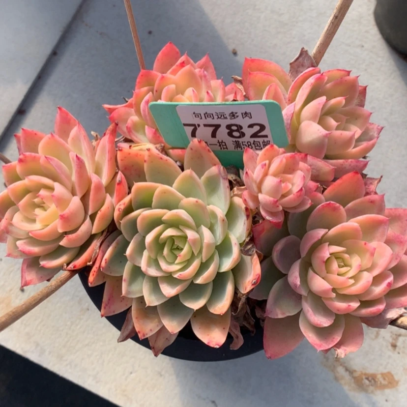 【闪购商品】浅*喜丝绸7782