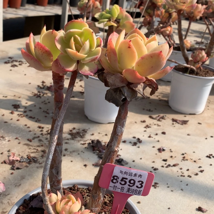 【闪购商品】牛****馆骑兵8593