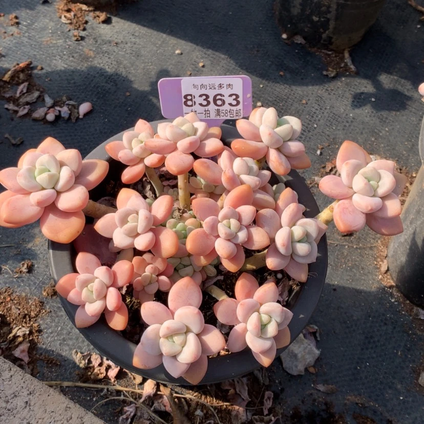 【闪购商品】小*子洛神8363