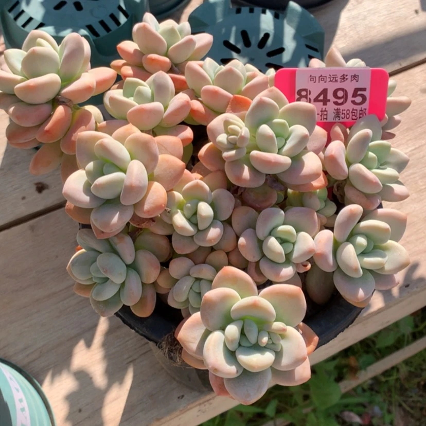 【闪购商品】简****宁洛神8495