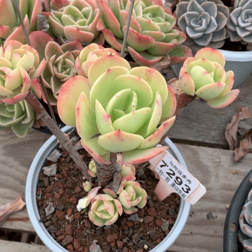 【闪购商品】花*碧桃7293