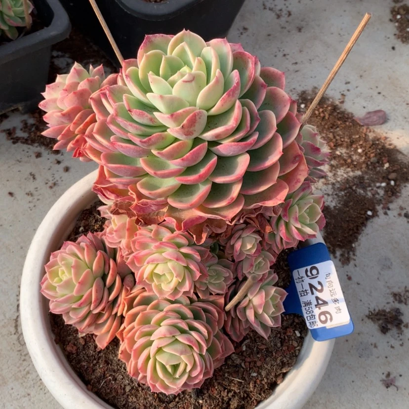 【闪购商品】?*淡哈密瓜9246