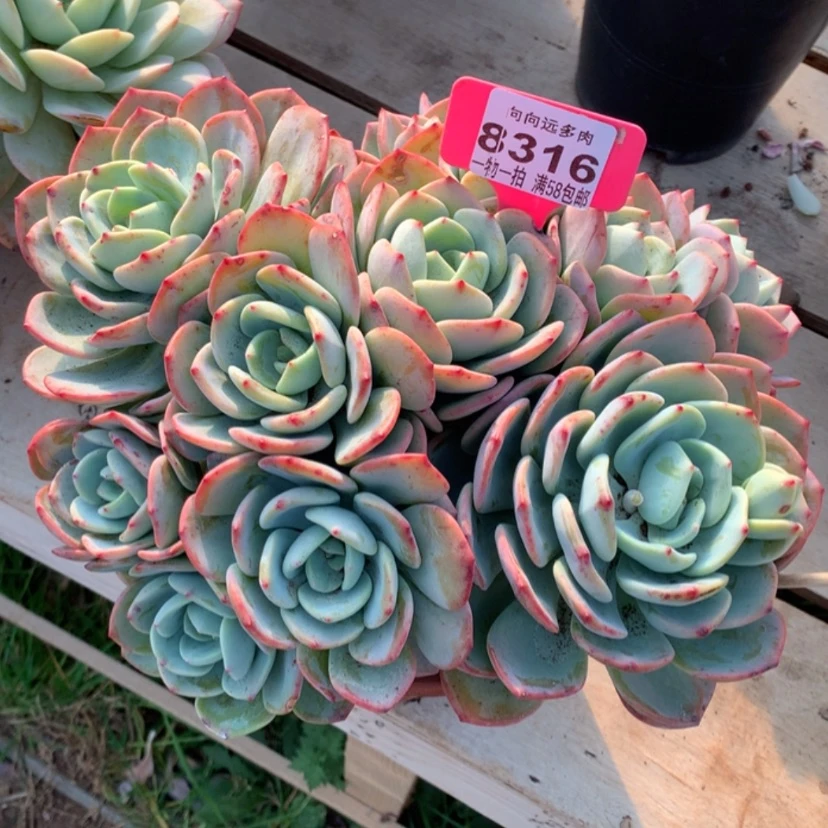 【闪购商品】用****0白月光8316