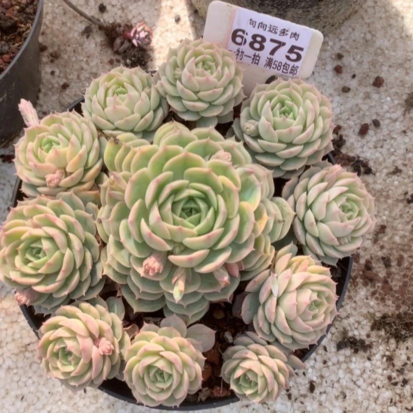 【闪购商品】龙****白昂斯诺6875