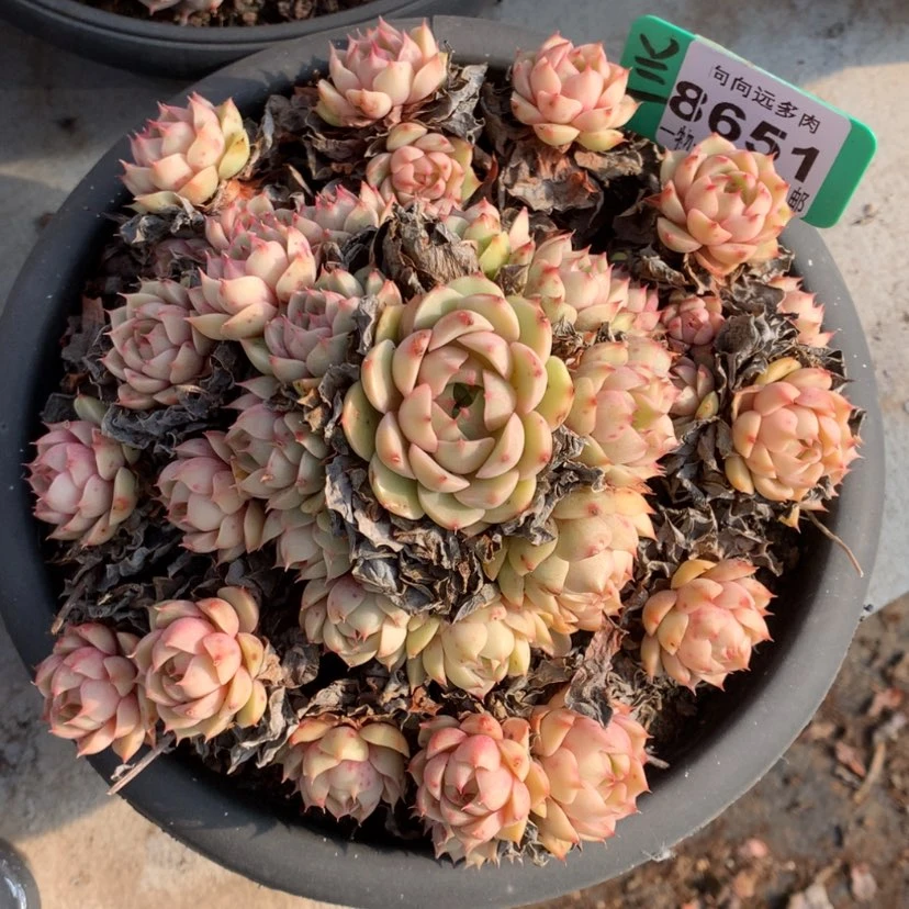 【闪购商品】我**家本吧8651