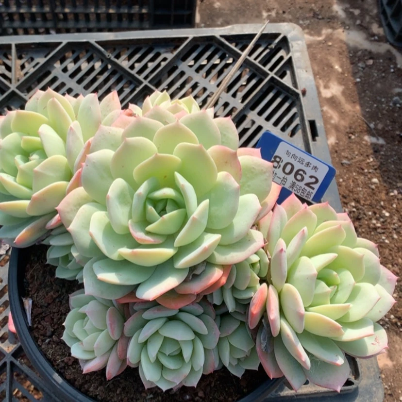 【闪购商品】狮****雨恋曲8062