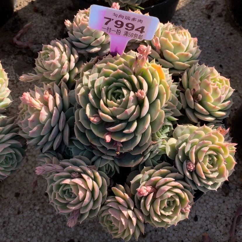 【闪购商品】董*二昂斯诺7994