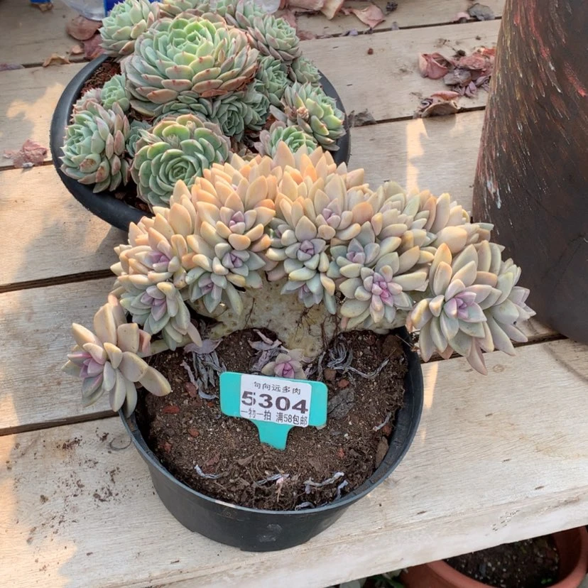 【闪购商品】随**在淡雪5304