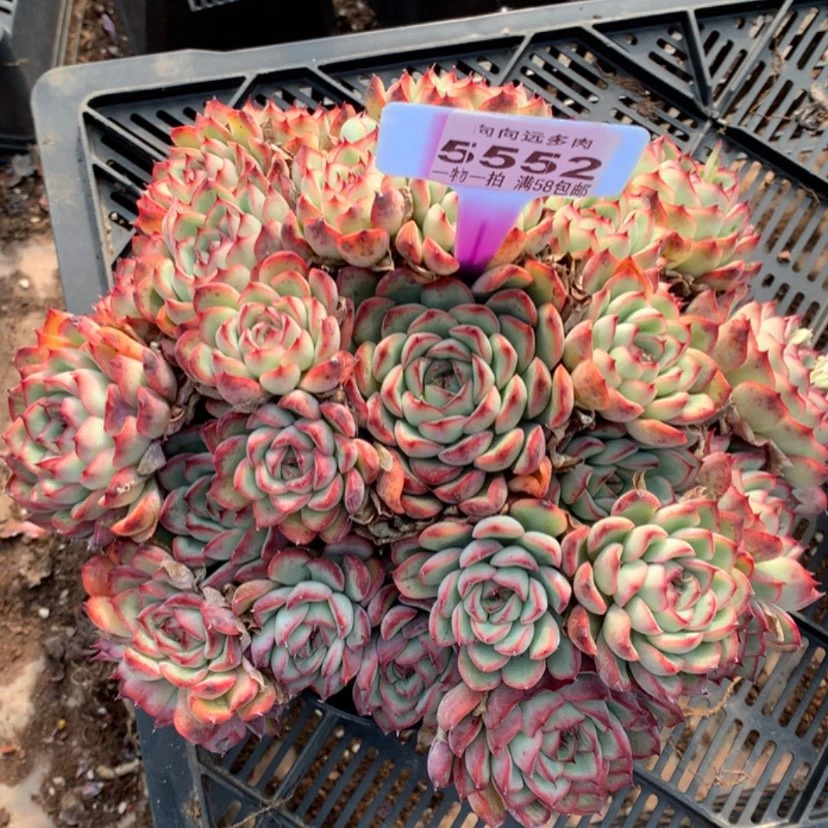 【闪购商品】砀****影荷花5552