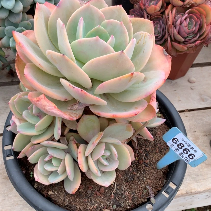 【闪购商品】清**菜白凤6866