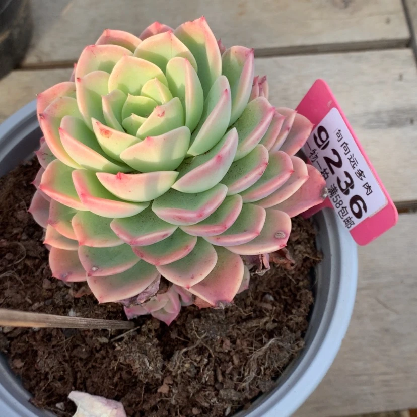 【闪购商品】唯*心哈密瓜9236