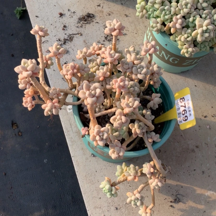 【闪购商品】天**雨蛋糕8769