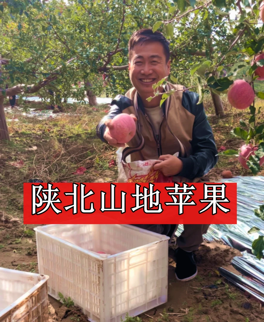 陕北山地苹果 脆甜多汁 无药无蜡 可以带皮吃的苹果 农家肥种植