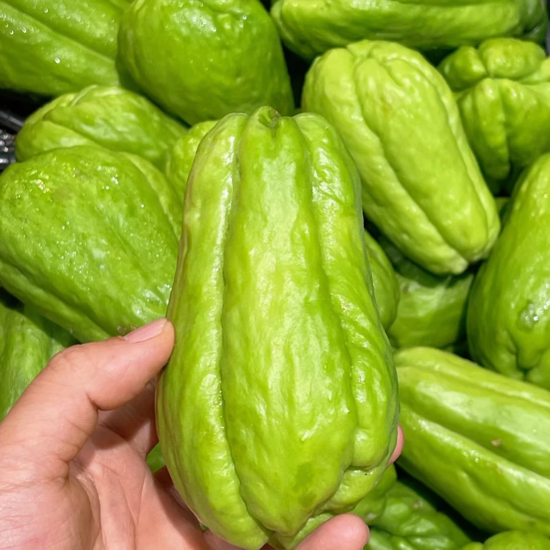 云南楚雄山地佛手瓜