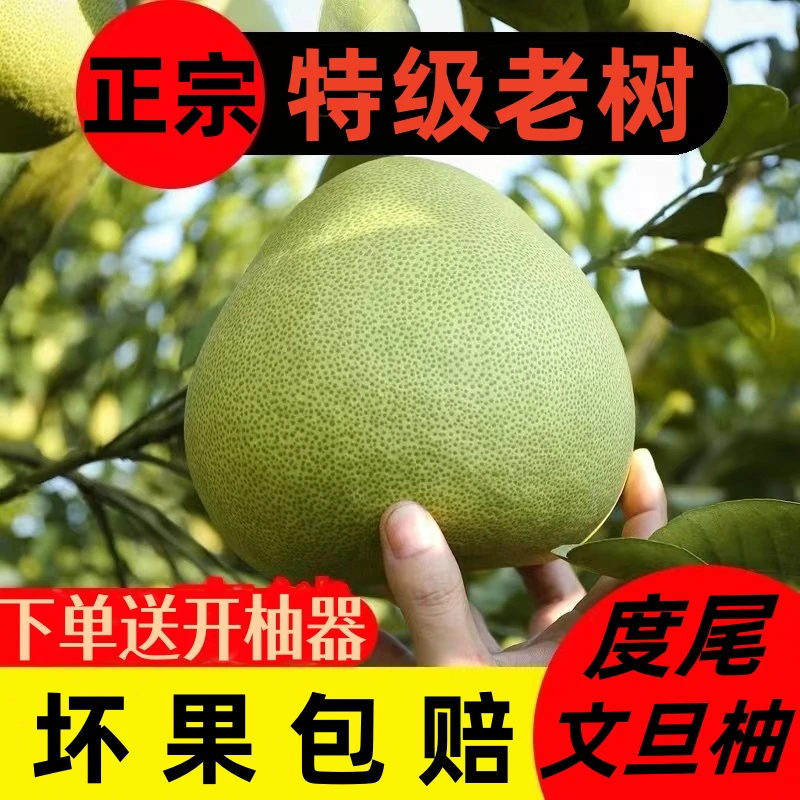 正宗仙游度尾红心文旦柚产地直销当季水果50斤包邮