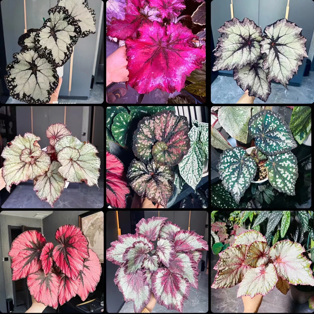 【花屿植园艺】开播福利.秋海棠品种大集合专属链接