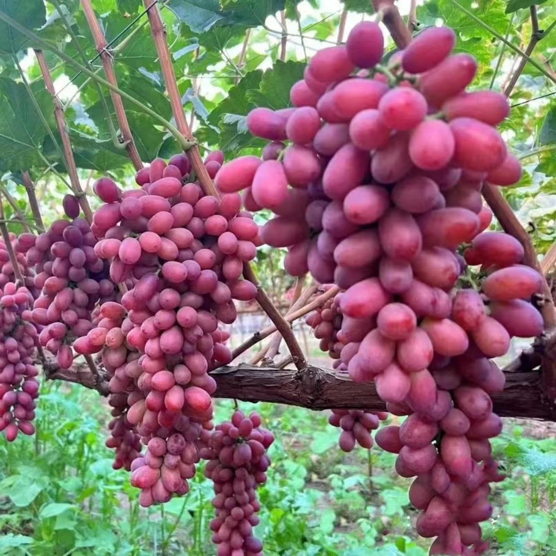 无籽红提克伦生葡萄苗爬藤葡萄树苖南方北方种植当年结果果树果苗