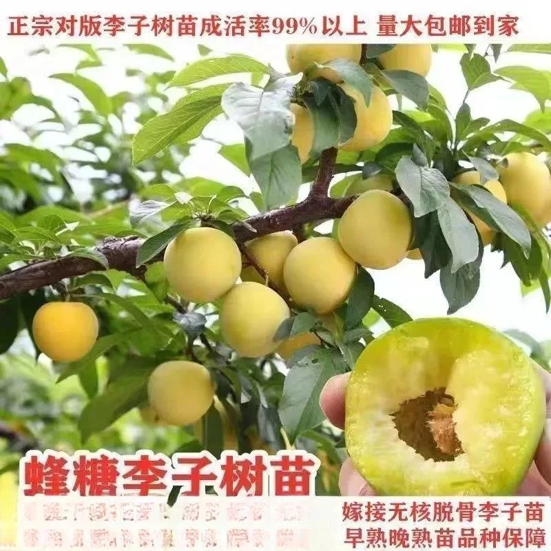 蜂糖李子树苗脆红李嫁接李子苗青冰糖脆李盆栽地栽南北方当年结果