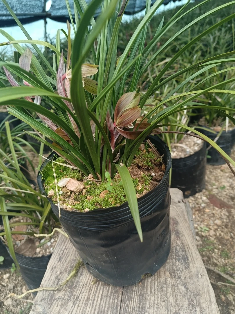 春兰熟草春兰盆景草春兰普花绿植盆栽包邮兰花苗易开花基地直批