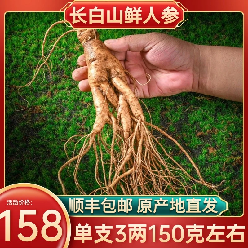 长白山鲜人参原产地直发 单支3两150-160克 顺丰包邮到家泡酒煲汤