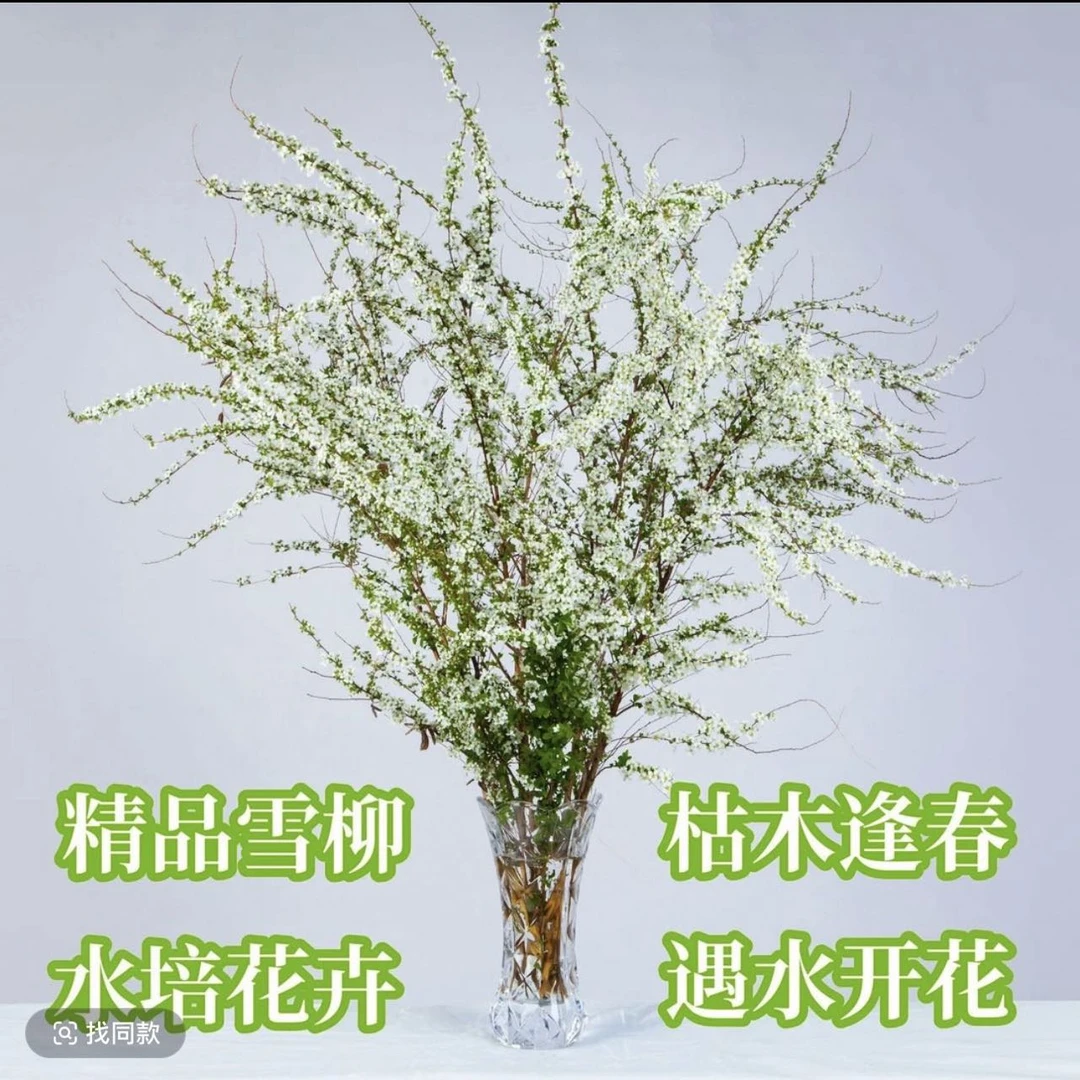 【同城配送】雪柳鲜枝水培耐养