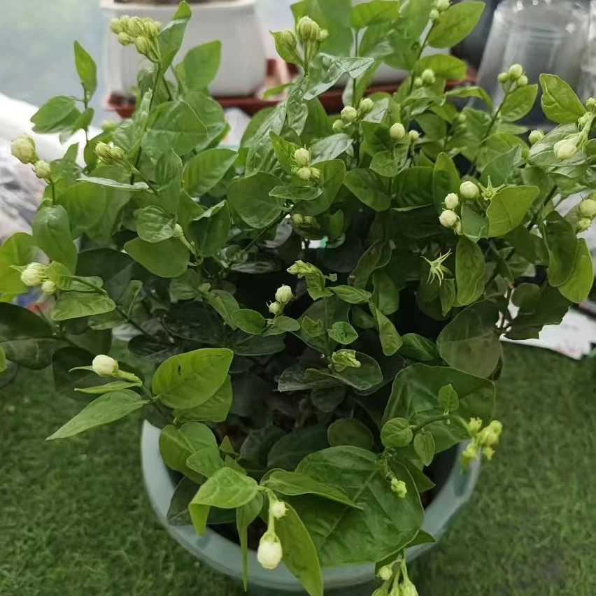 茉莉花盆栽带花苞开花浓香四季好养室内阳台庭院花卉绿植基地原盆
