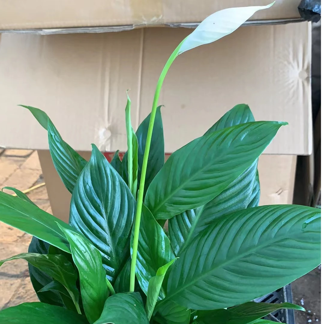 一帆风顺美酒盆栽植物办公室内花卉客厅绿植基地原盆  一盆