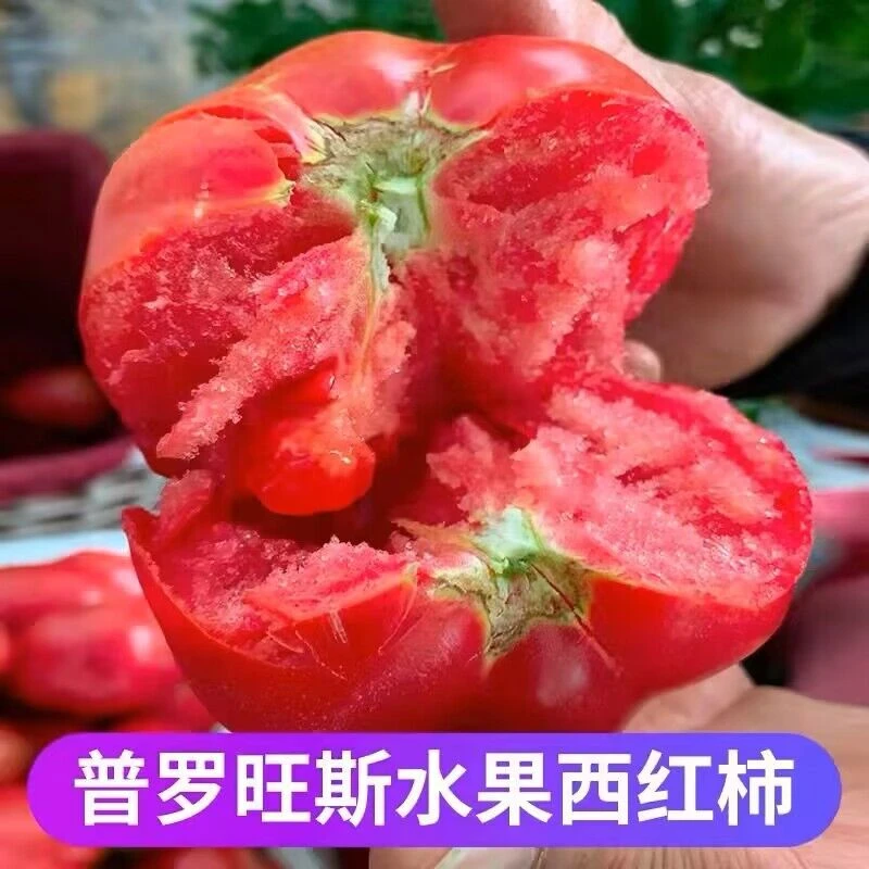 普罗旺斯西红柿沙瓤酸甜可口自然熟新鲜水果番茄