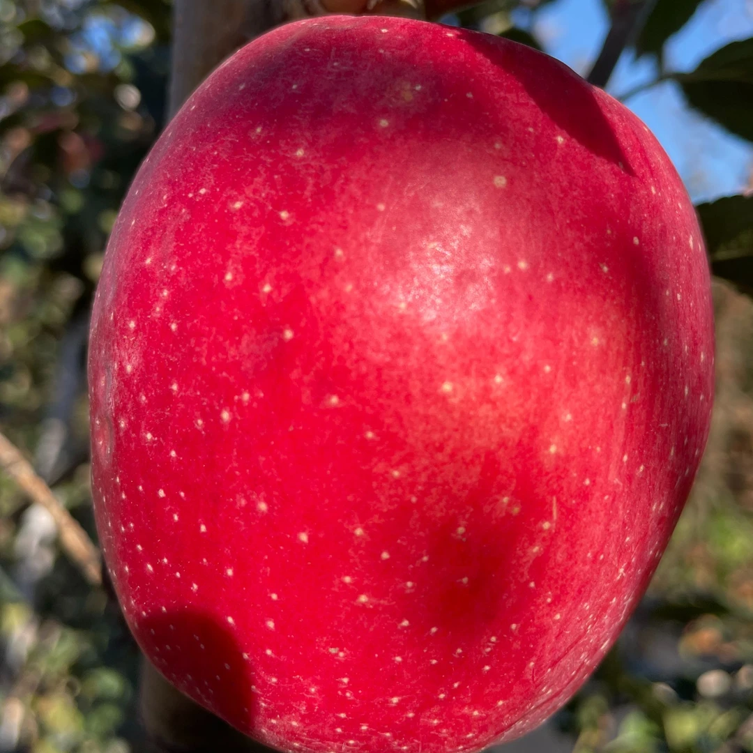 瑞红全红苹果树苗